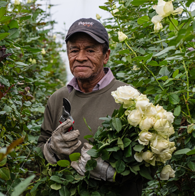 generacion de cultivadores en el invernadero