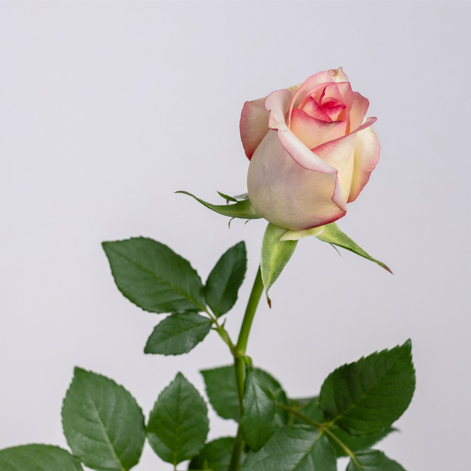 tono blanco con bordes salmón